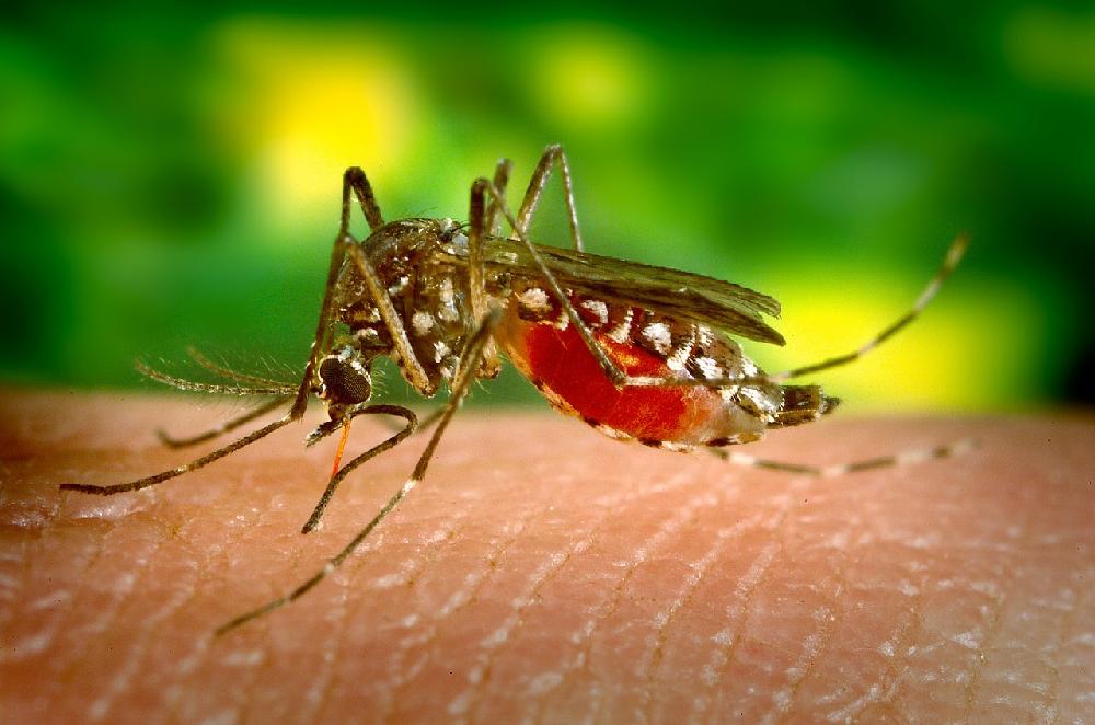 Domowe sposoby na komary