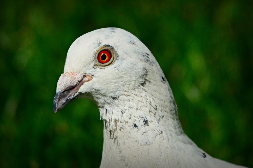 Jak powinna wyglądać prawidłowa dieta dla gołębi?