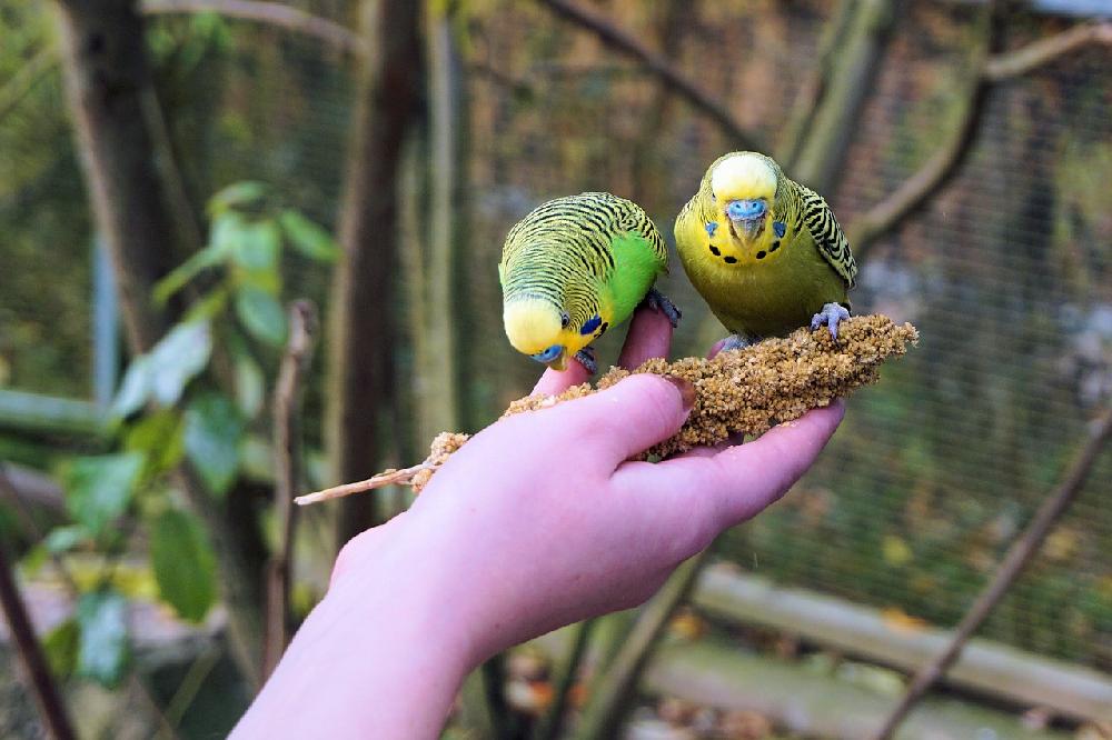  Jak dbać o papużki faliste?