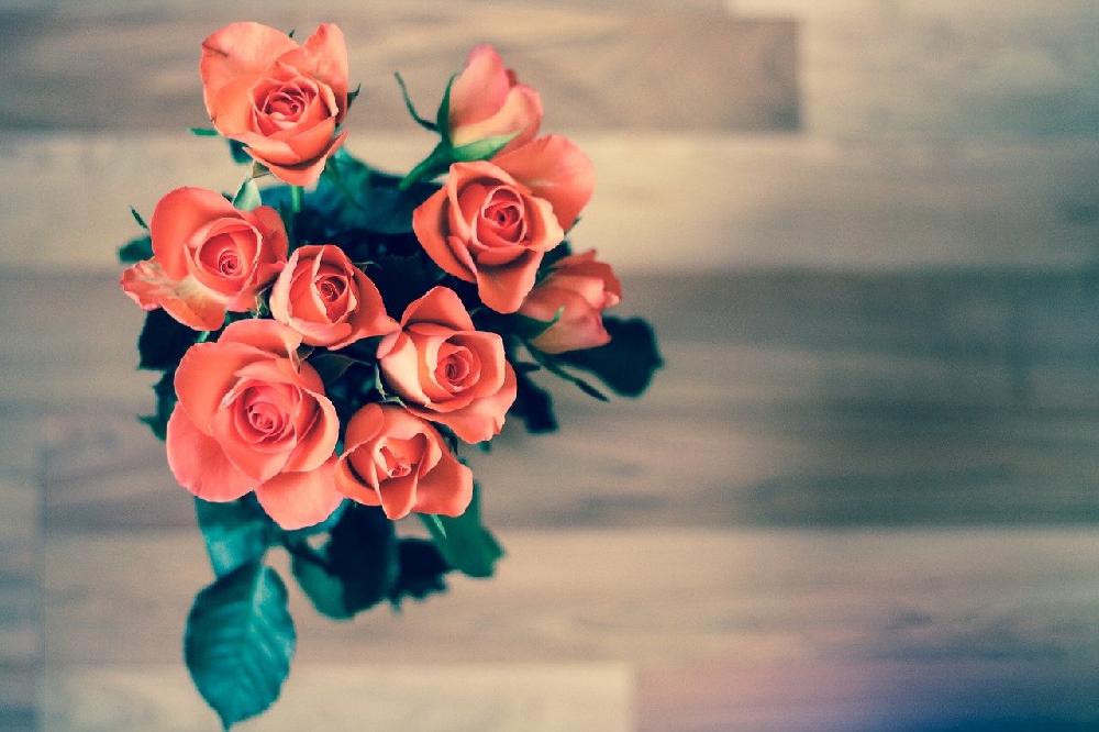 Jak dbać o róże w doniczkach?