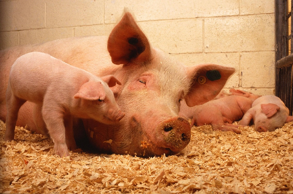 Karmienie świń – jakich błędów unikać?