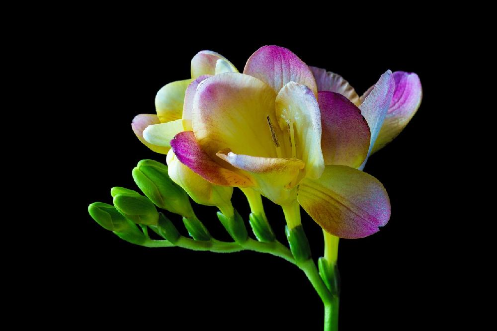 Symbolika kwiatów- ukryte znaczenie